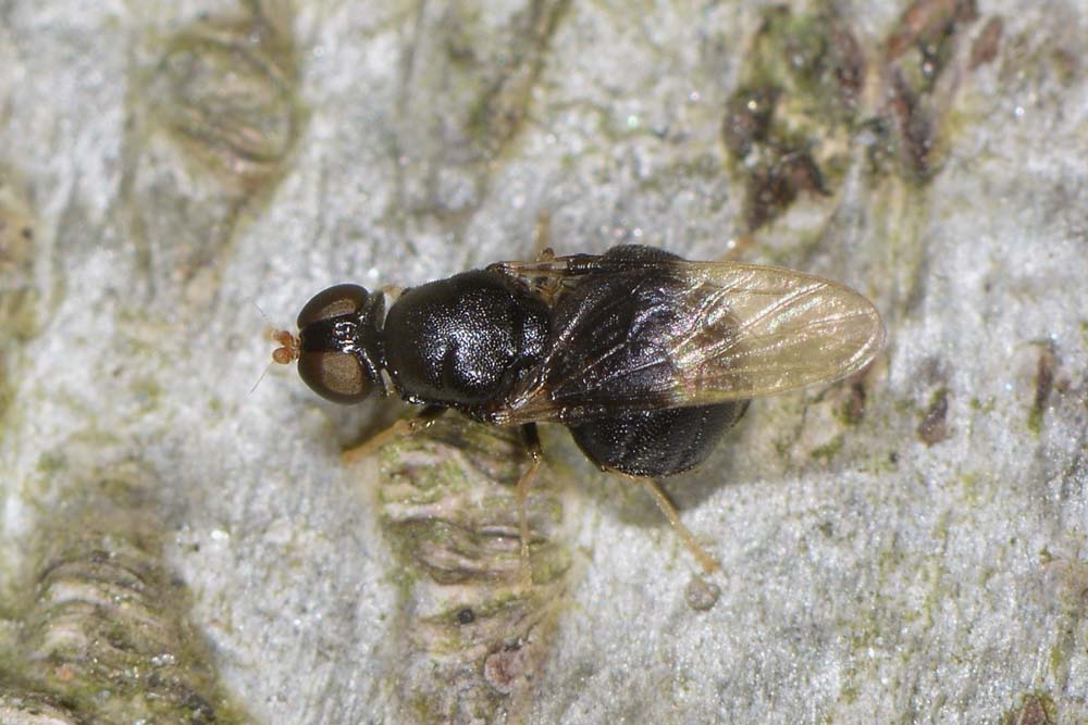 Stratiomyidae: Pachygaster atra